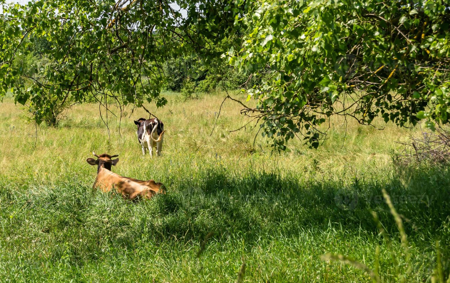 fotografia sobre o tema bela vaca leiteira grande foto