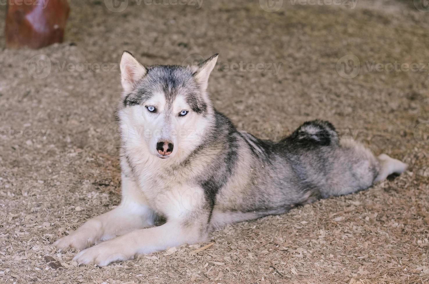 cão husky animal de estimação animal de trenó siberiano foto