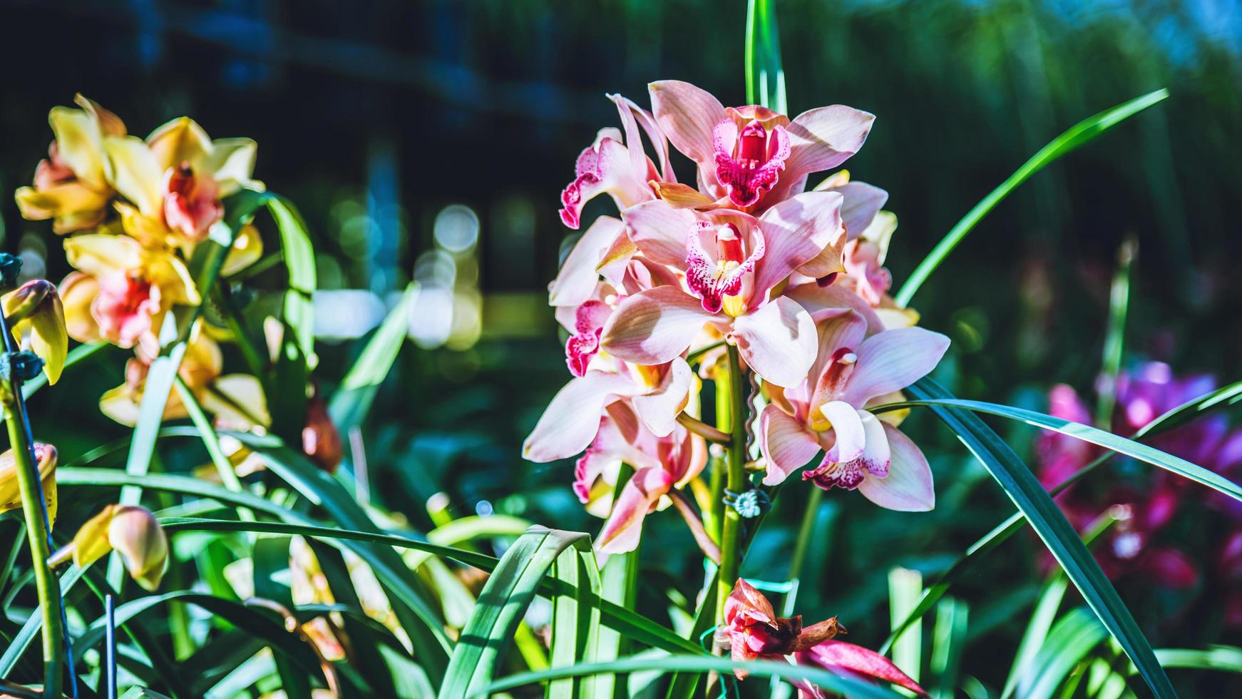 flor da orquídea cymbidium no jardim no inverno em chiangmai, orquídea cymbidium do projeto do cartão postal. foto