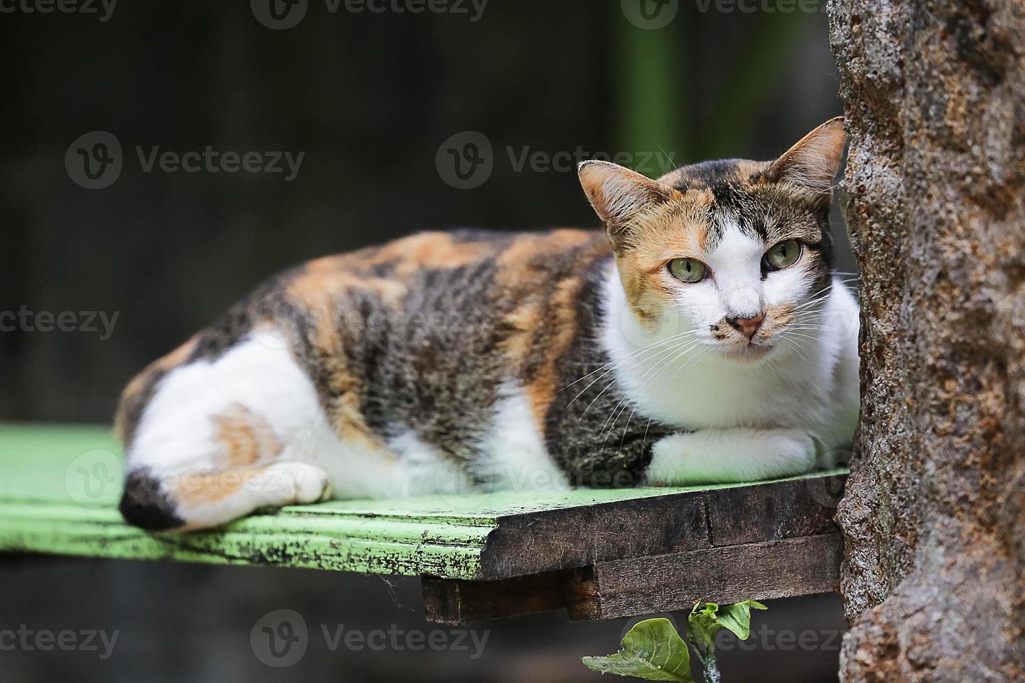 gato listrado sentado em um banco de parque foto