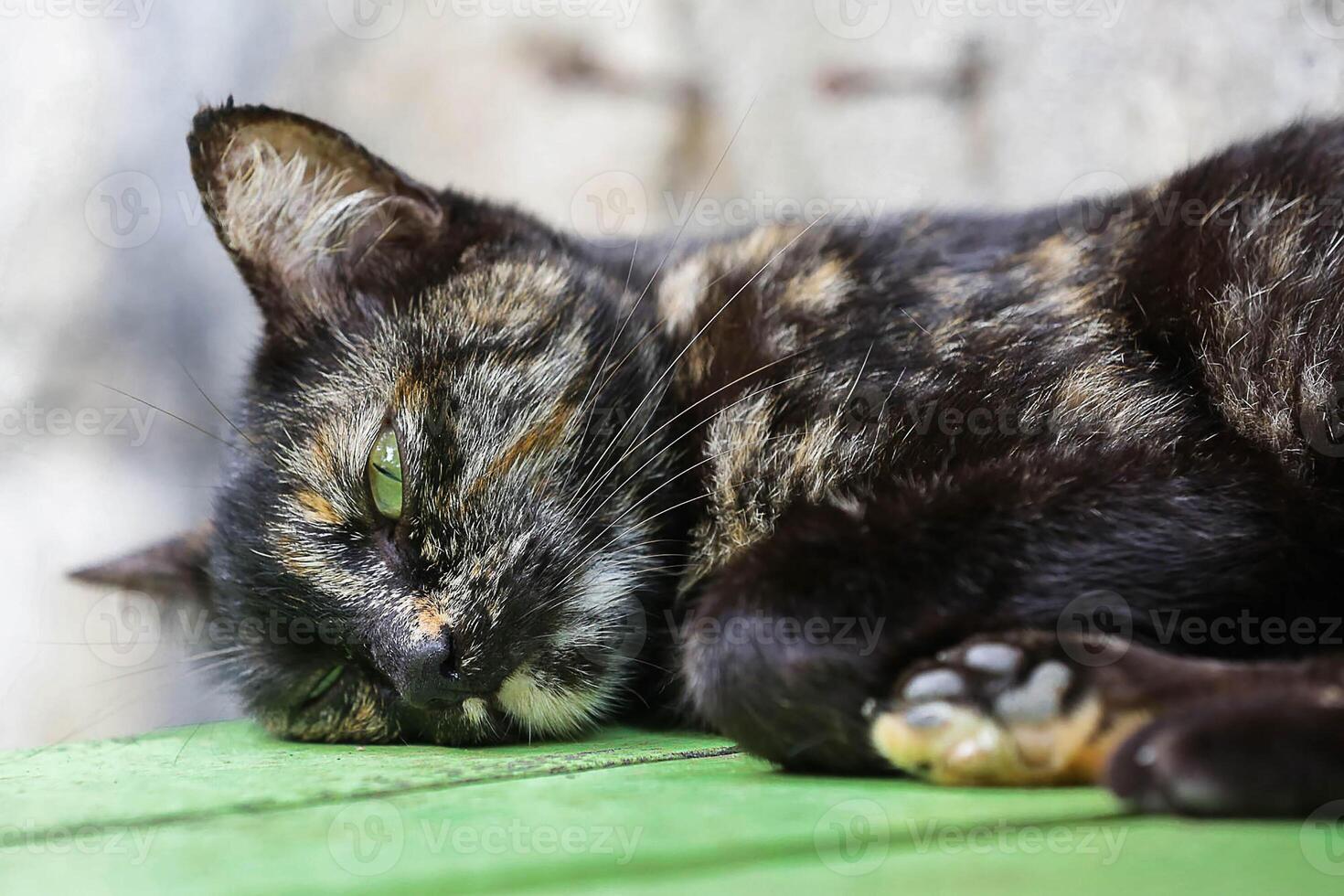 gato sonolento no chão foto