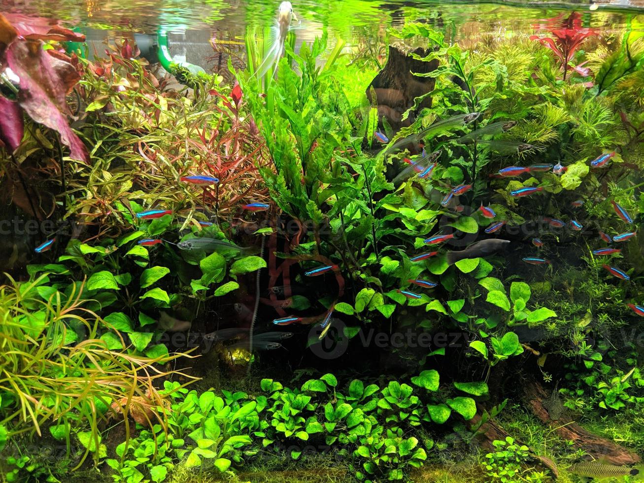 peixes ornamentais no aquário com vistas verdes e lindas foto
