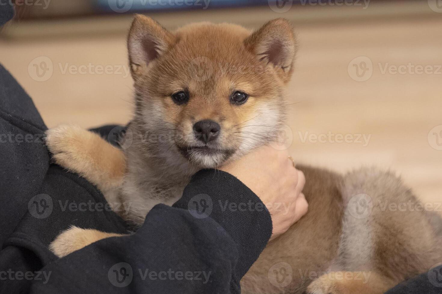 um cachorro fofo sentado no colo de seu empregador foto