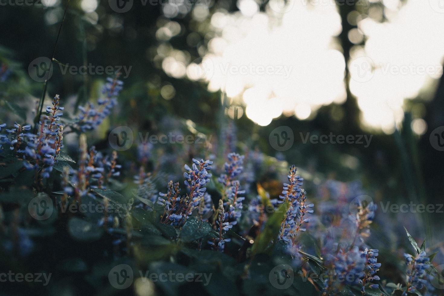 flores na grama pela natureza da manhã foto