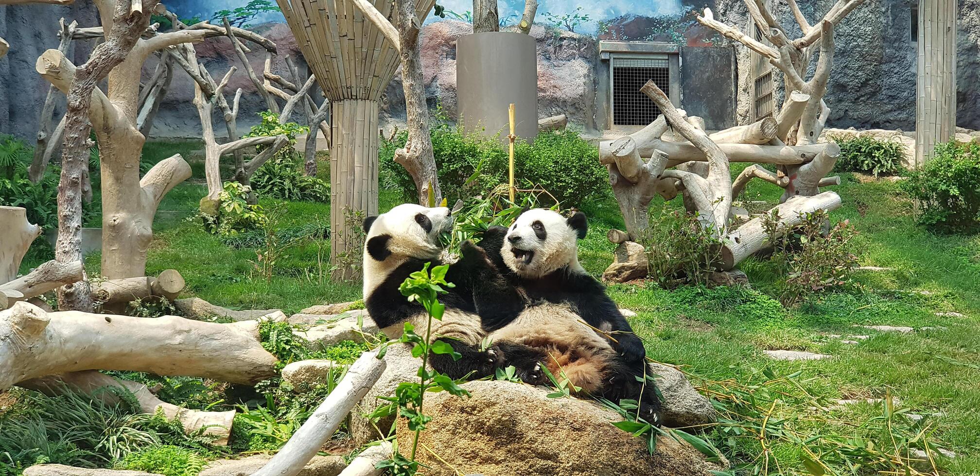 dois pandas comendo bambu em uma gaiola de vidro foto