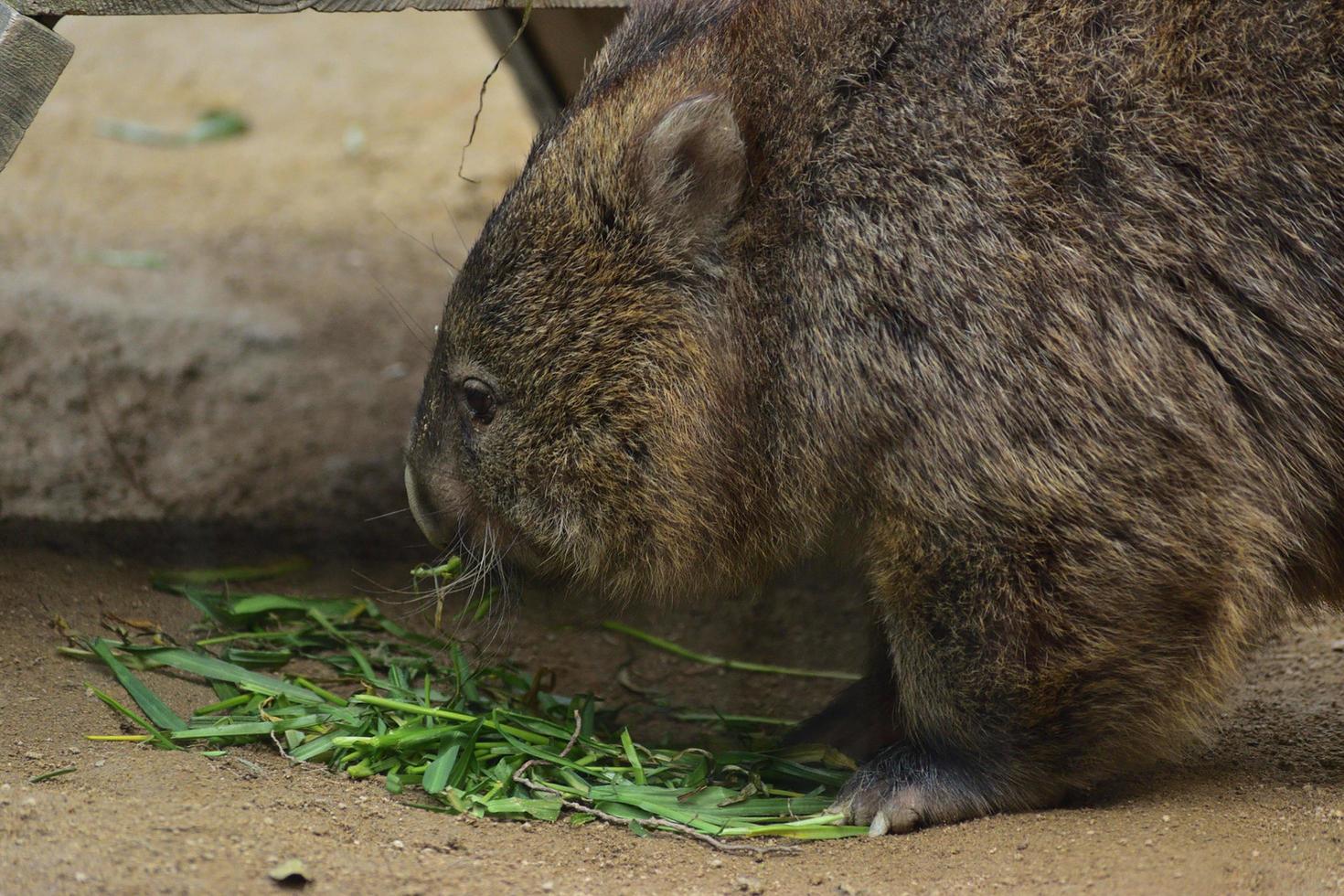 um animal está comendo espinafre d'água em uma gaiola no zoológico foto