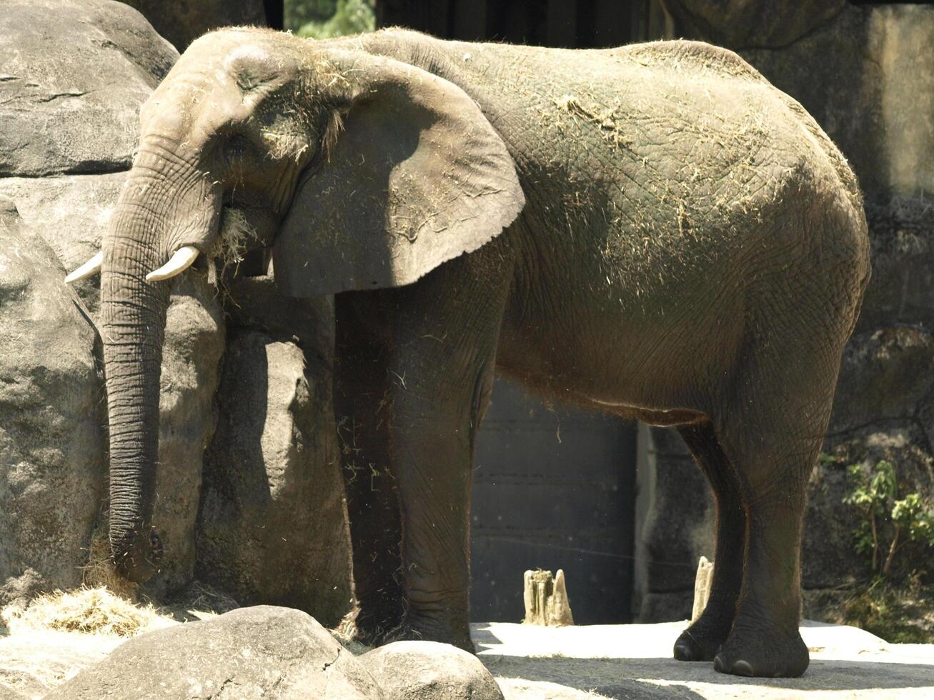 um elefante parado em uma gaiola suja foto