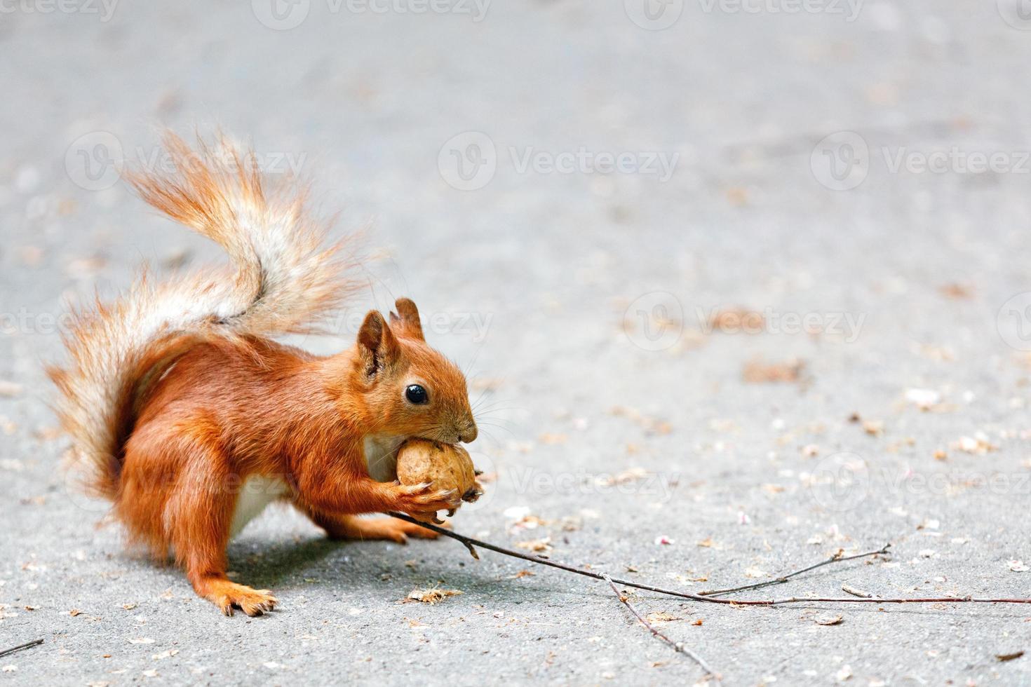 retrato de um esquilo laranja com uma noz nas patas sobre um fundo de asfalto cinza, imagem com espaço de cópia. foto