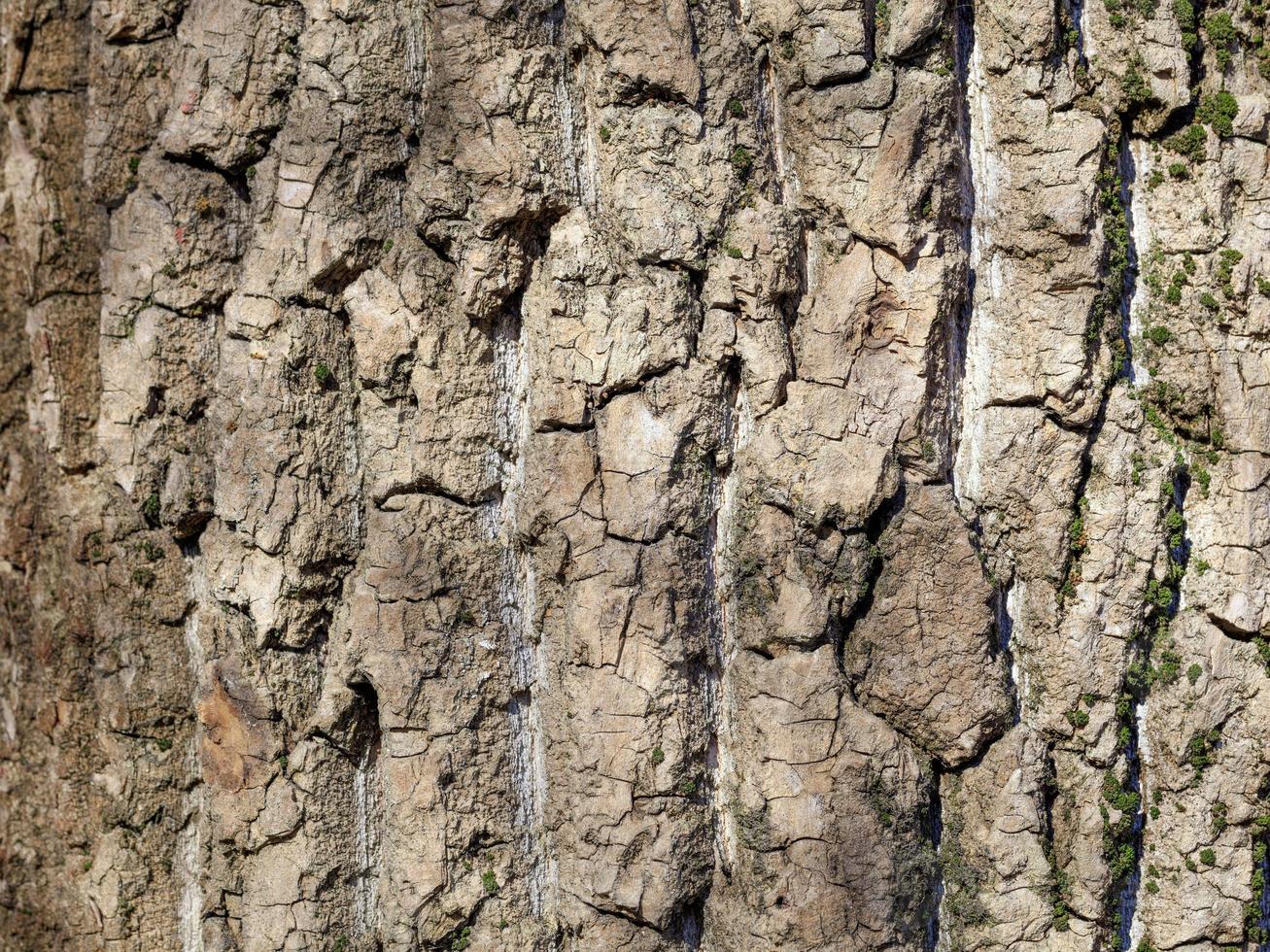 textura e fundo da velha casca de pinheiro foto