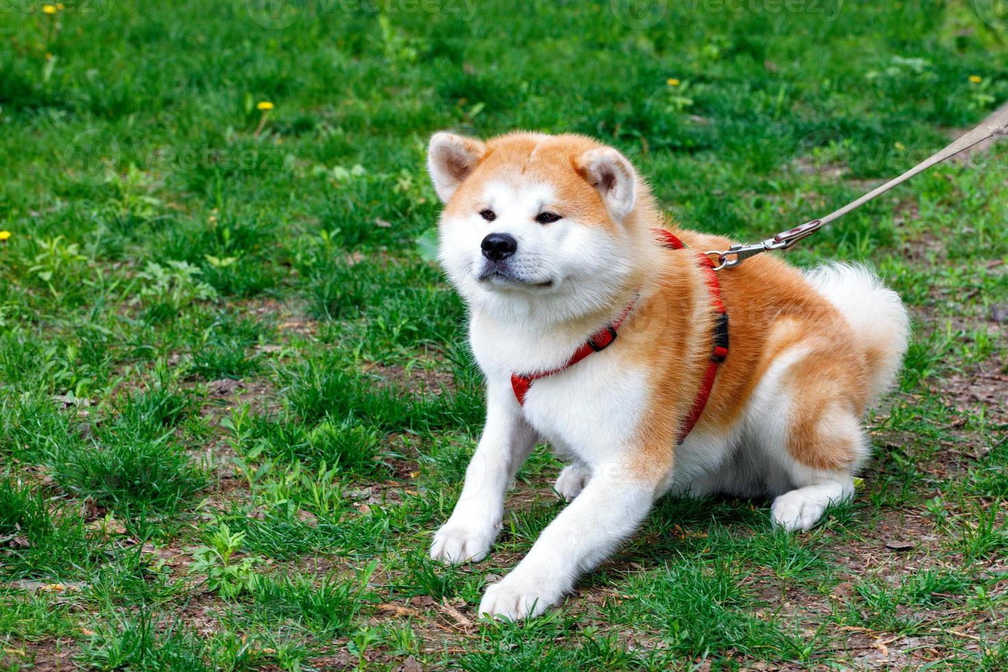 a raça japonesa do cão akita inu encontra-se no fundo da grama verde do gramado da cidade. foto