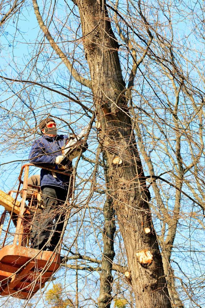 uma equipe de trabalhadores florestais faz poda sanitária de árvores em um parque da cidade, imagem vertical. foto