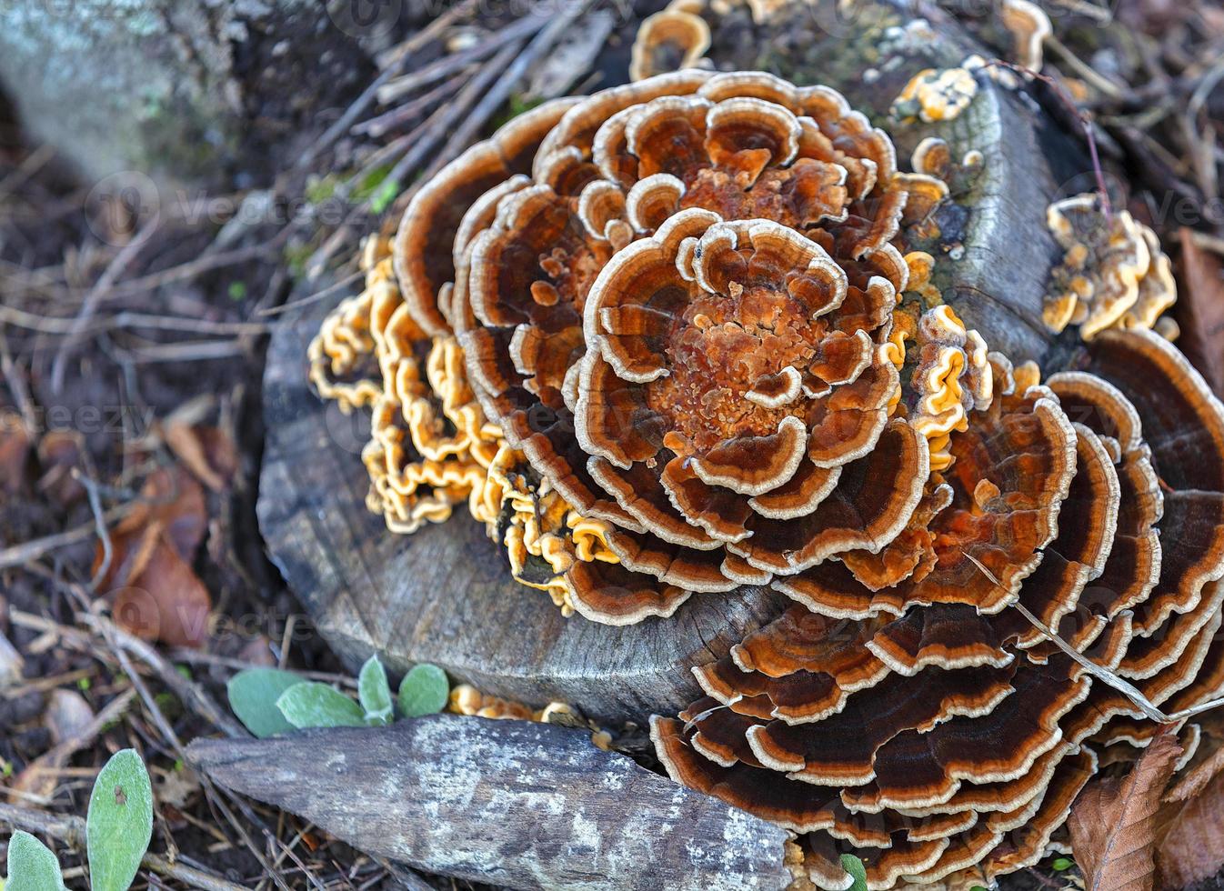 cogumelo laranja brilhante crescendo em um velho toco em um parque de outono foto