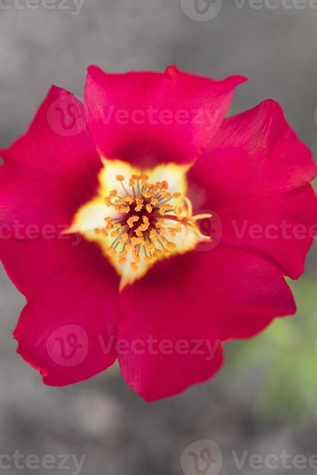 estames laranja em um fundo de flor vermelha, close-up foto