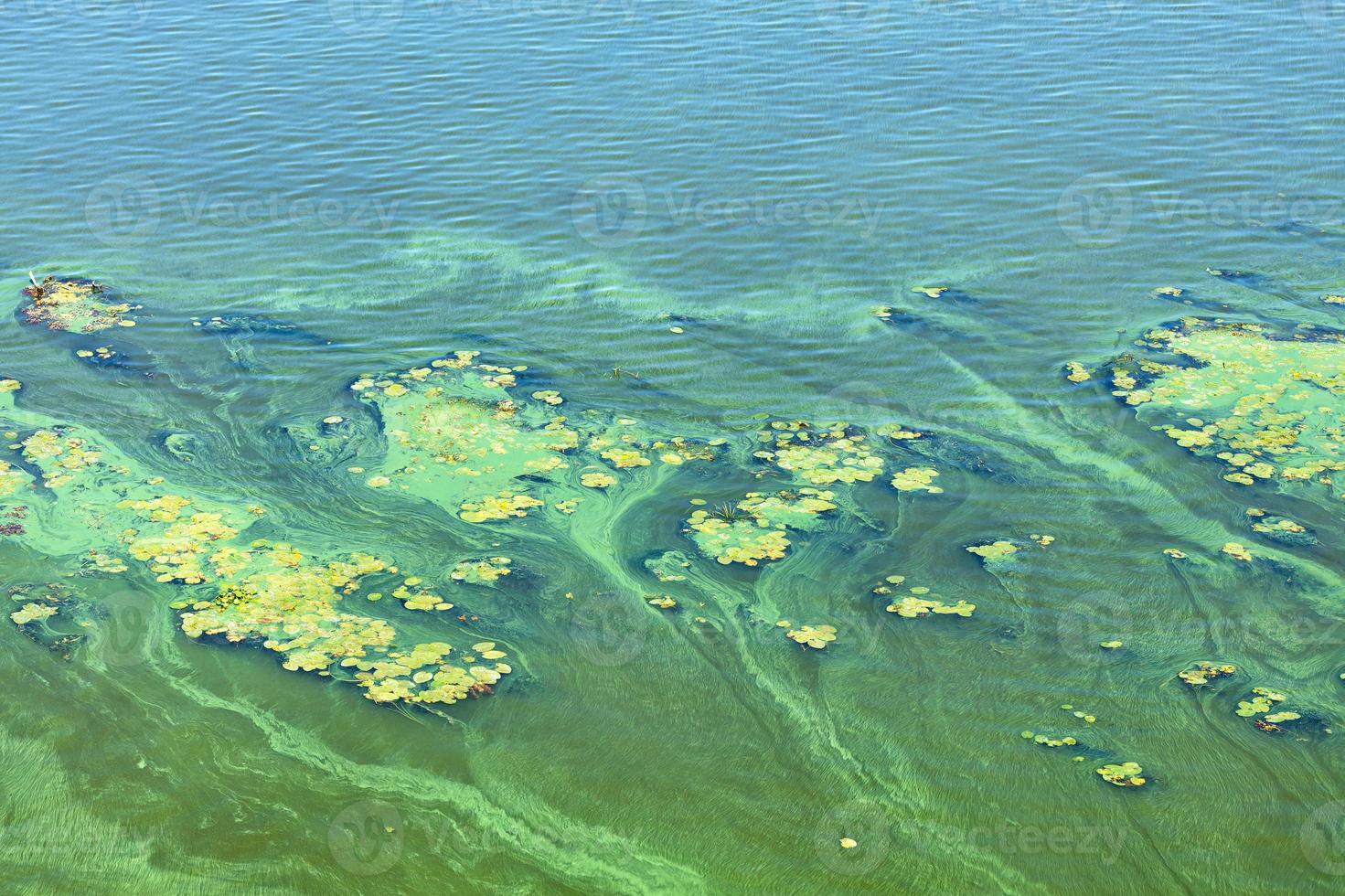 problemas ambientais. poluição da superfície da água. fluxo diagonal de plâncton verde. foto