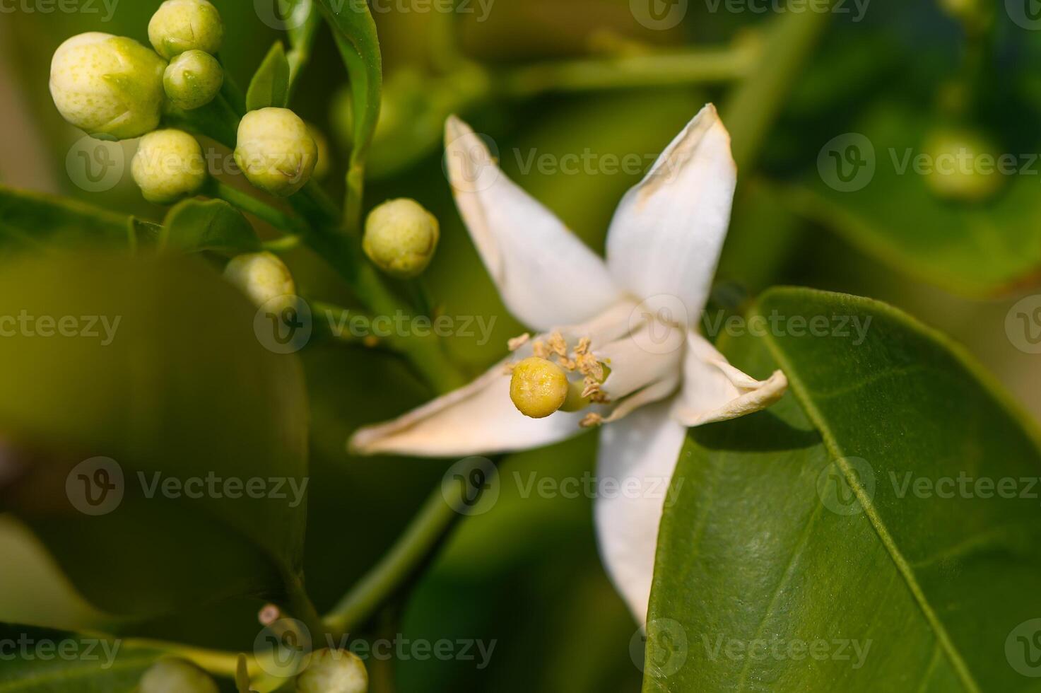 limão flor e folhas dentro uma Vila dentro a turco república do norte Chipre foto