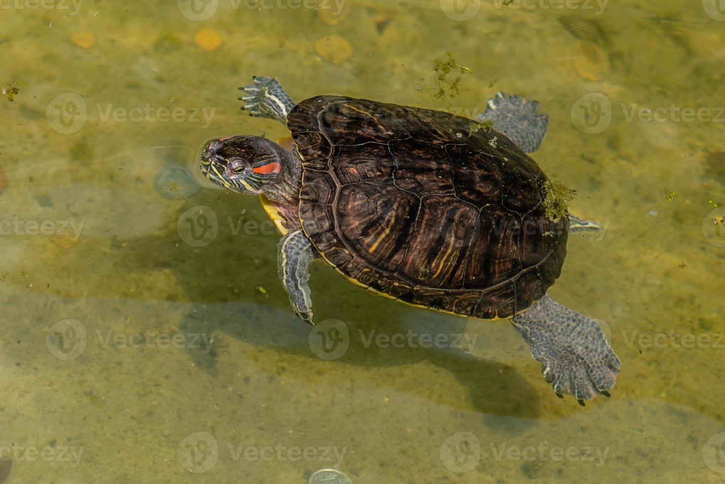 Murray River Turtle se aquecendo em um tronco foto