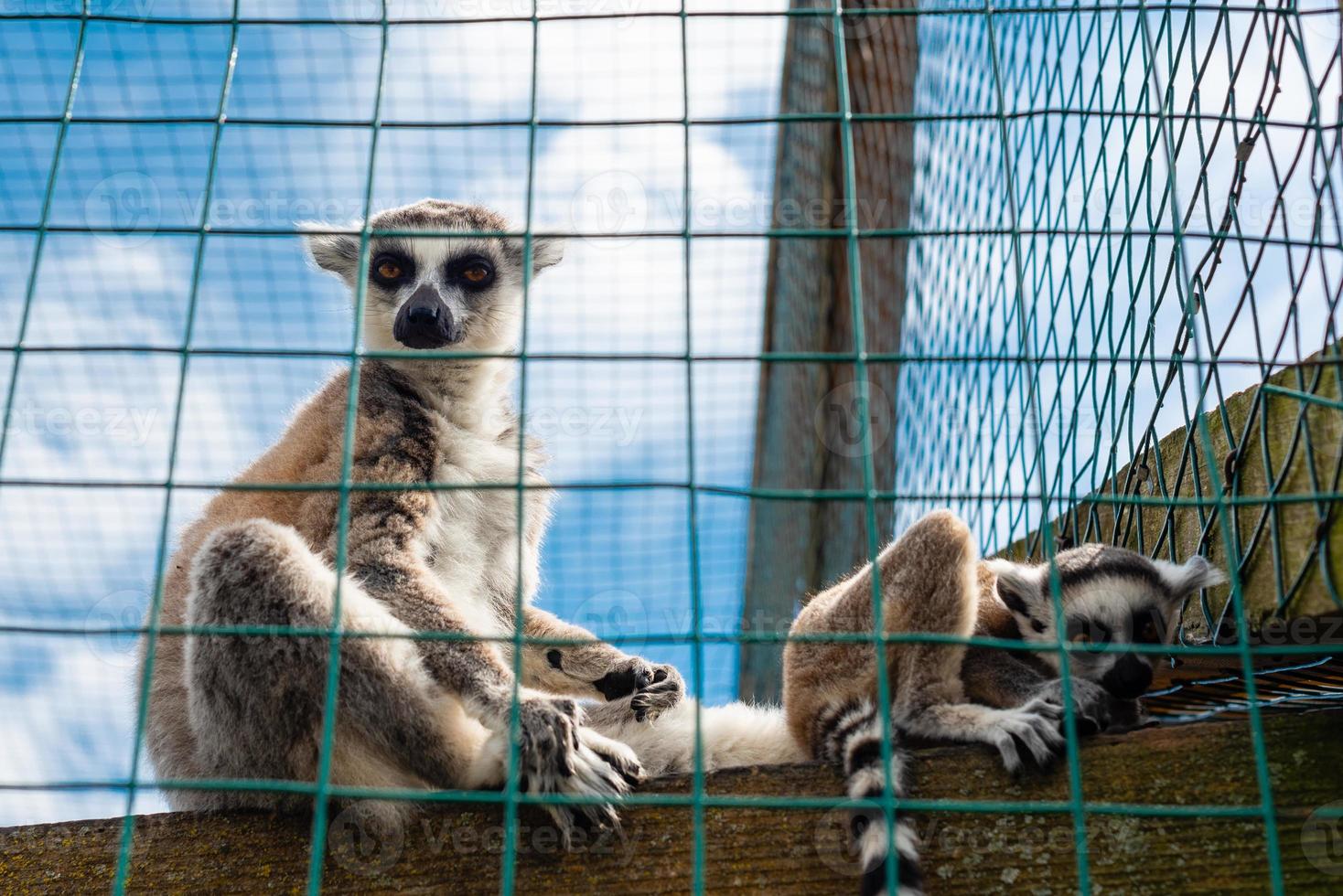 lindo lêmure de madagascar no zoológico. animais em cativeiro foto