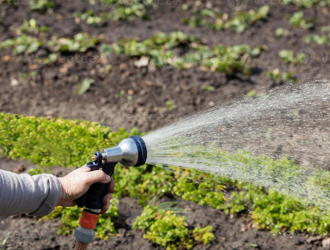 o jardineiro segura uma mangueira de irrigação e pulveriza água no jardim. foto