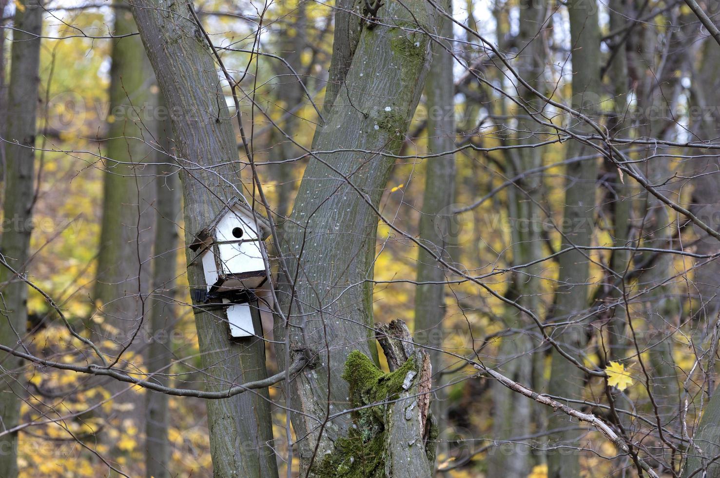 casa de passarinho pendurada em uma árvore na floresta foto