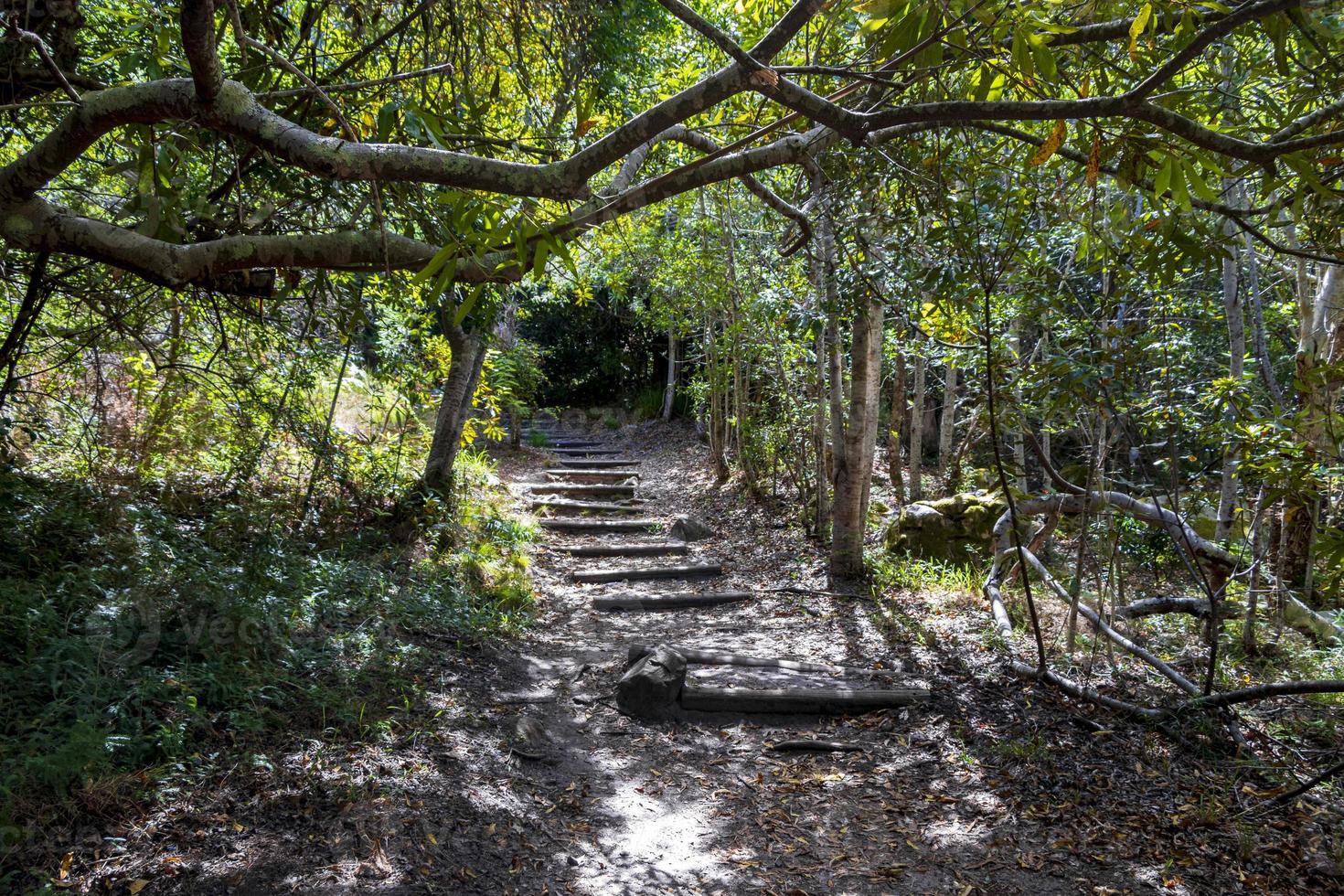 trilha a pé caminho na floresta do jardim botânico nacional de kirstenbosch. foto