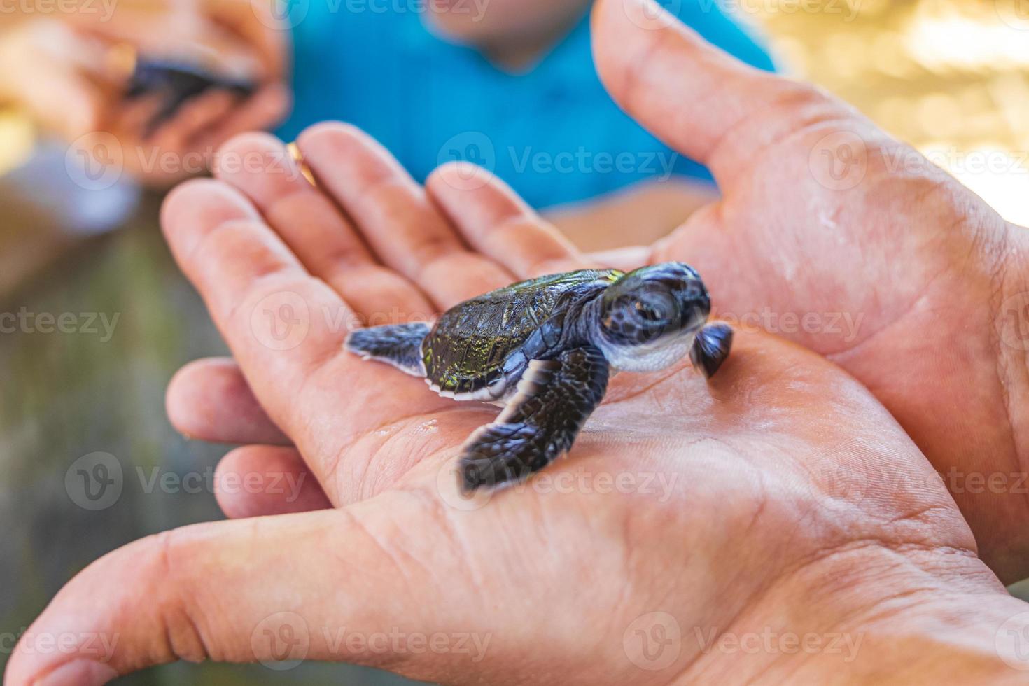 bebê tartaruga preta bonito nas mãos em bentota sri lanka. foto