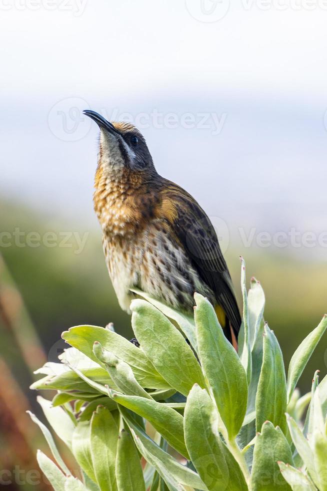 cape sugarbird sentado nas flores das plantas, jardim botânico nacional de kirstenbosch. foto