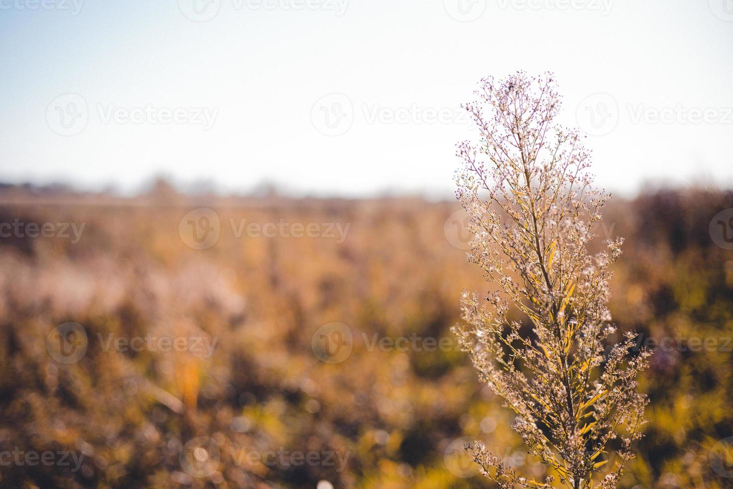 planta seca com sementes presas às pontas que se elevam sobre as gramíneas amareladas da terra pantanosa. leito do rio visto no horizonte. foto