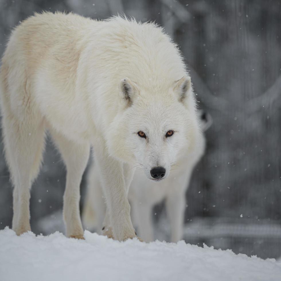 lobo ártico no inverno foto