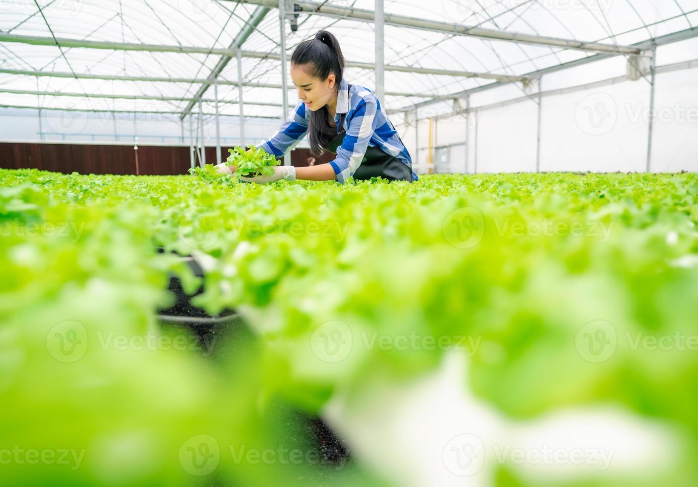 mulher colhendo vegetais em estufa hidropônica foto