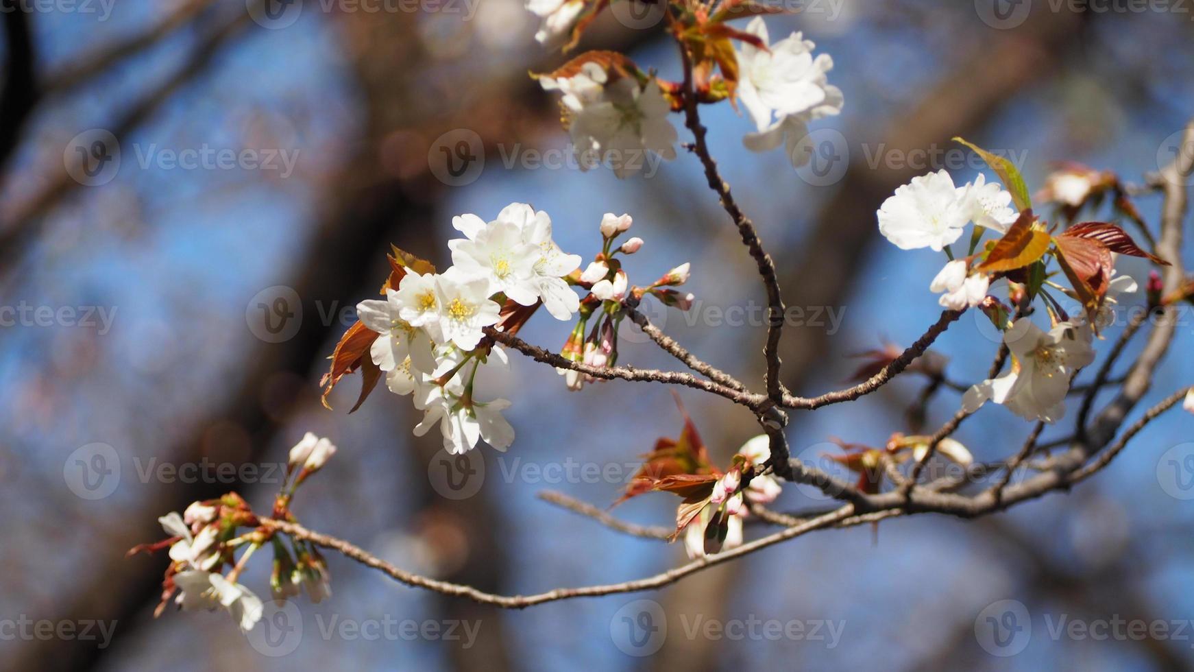 flores de cerejeira brancas. árvores de sakura em plena floração em meguro ward tokyo japan foto