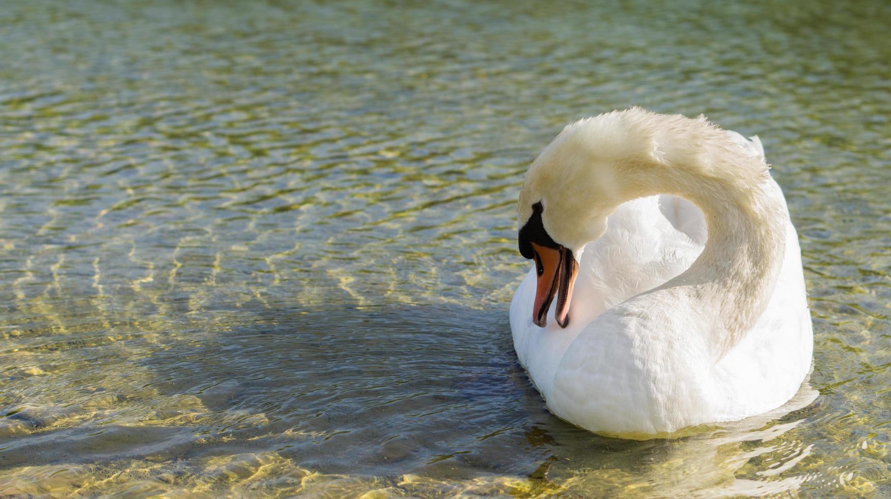 cisne branco no lago foto