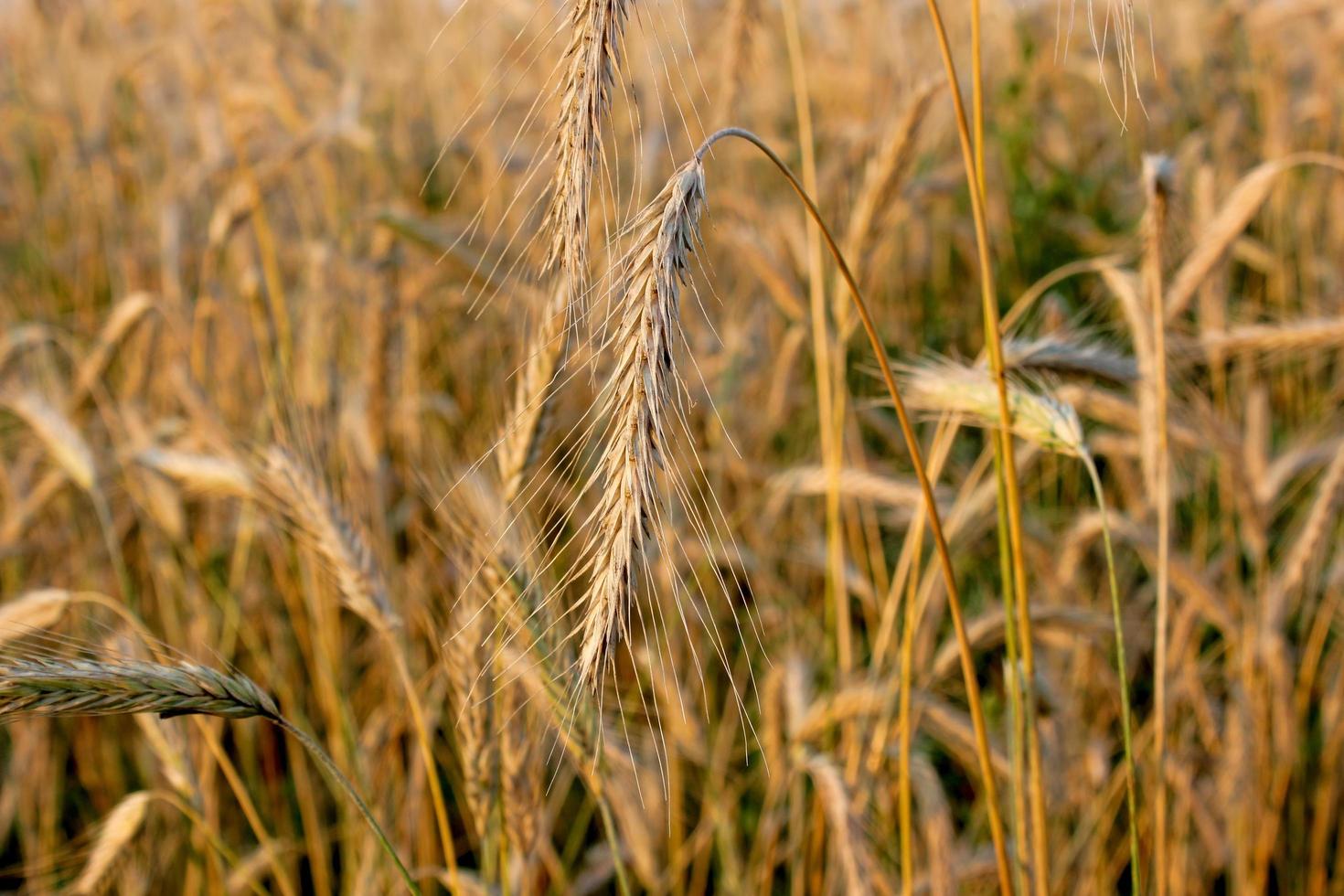 fundo de cereal durante a colheita foto