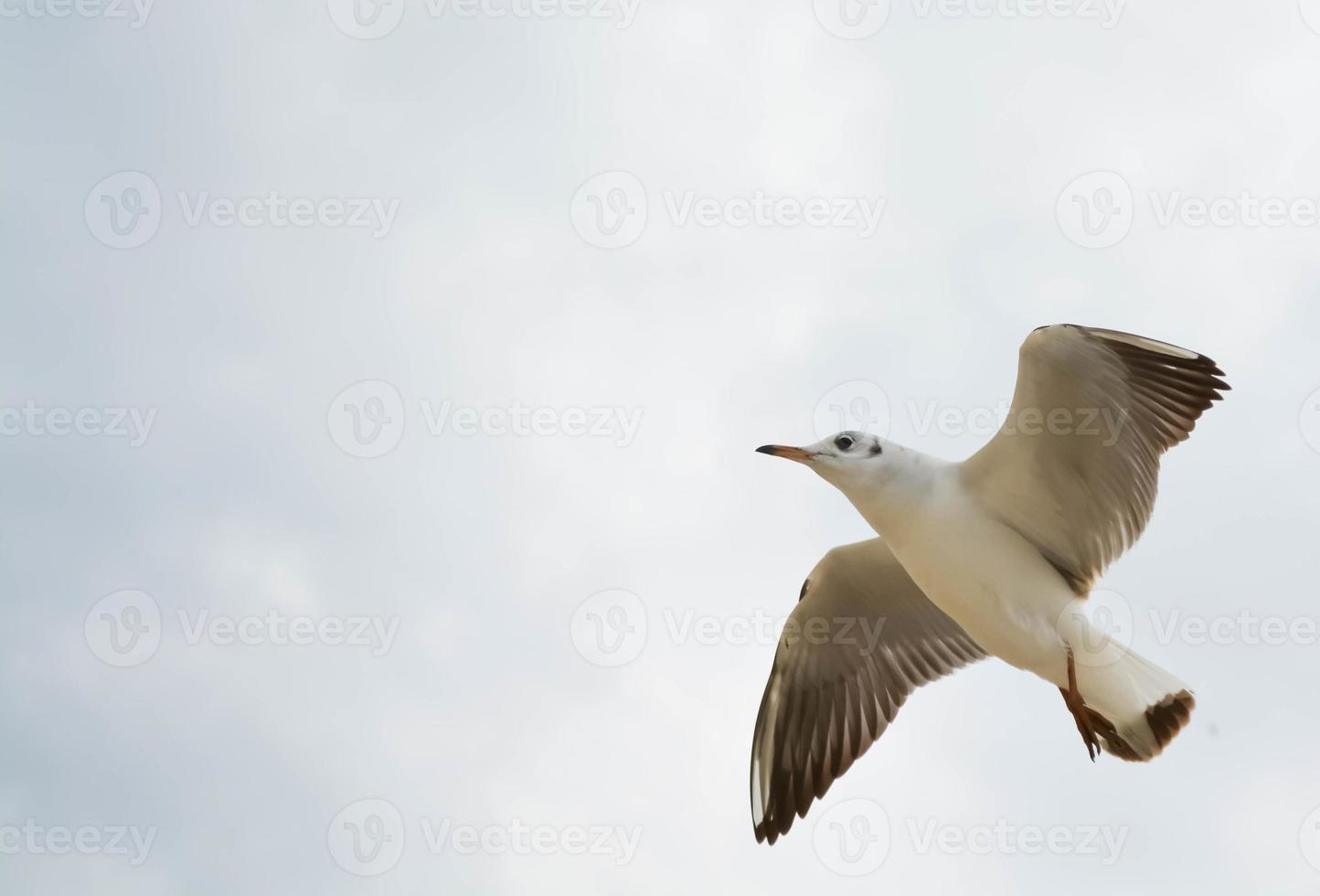 gaivota voando sobre o mar foto