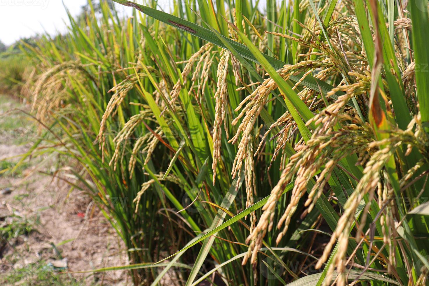 fazenda de arroz maduro no campo foto