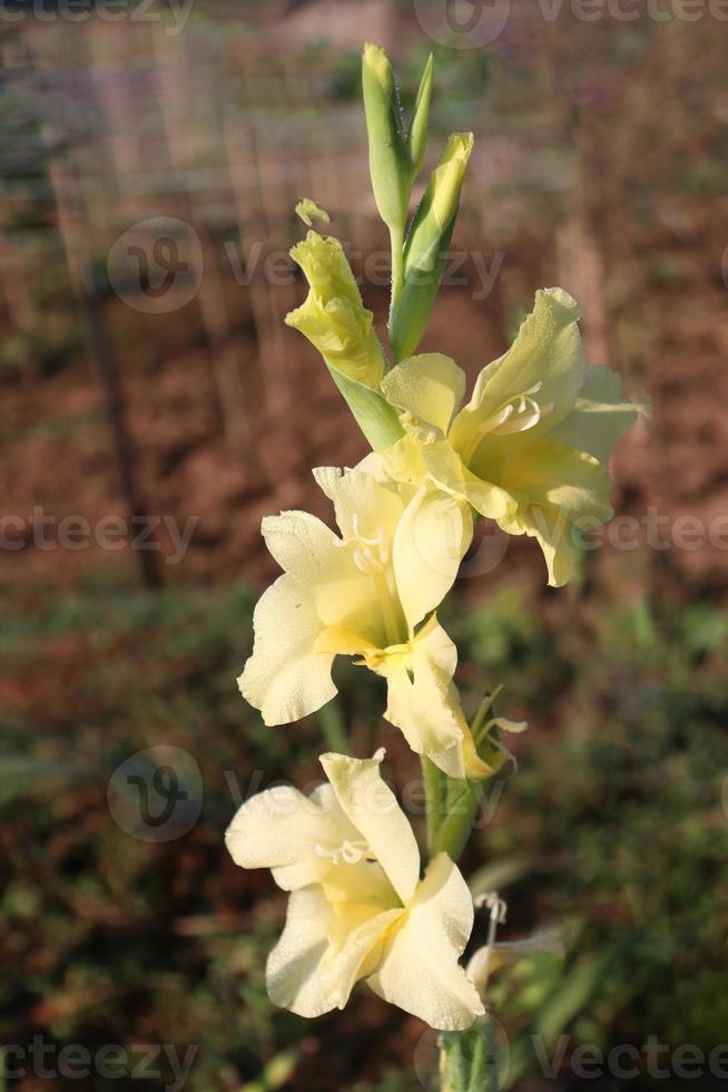 flor de gladíolos de cor amarela na fazenda foto