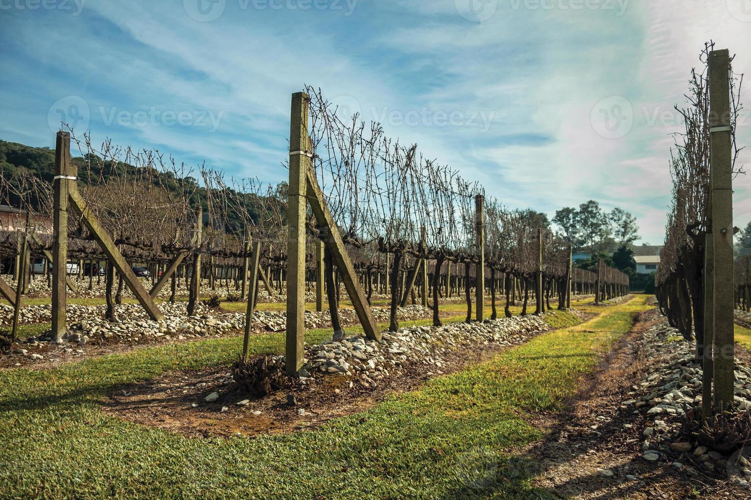 paisagem com algumas fileiras de troncos de videira sem folhas e galhos no inverno perto de bento goncalves. uma simpática cidade do sul do brasil famosa por sua produção de vinho. foto