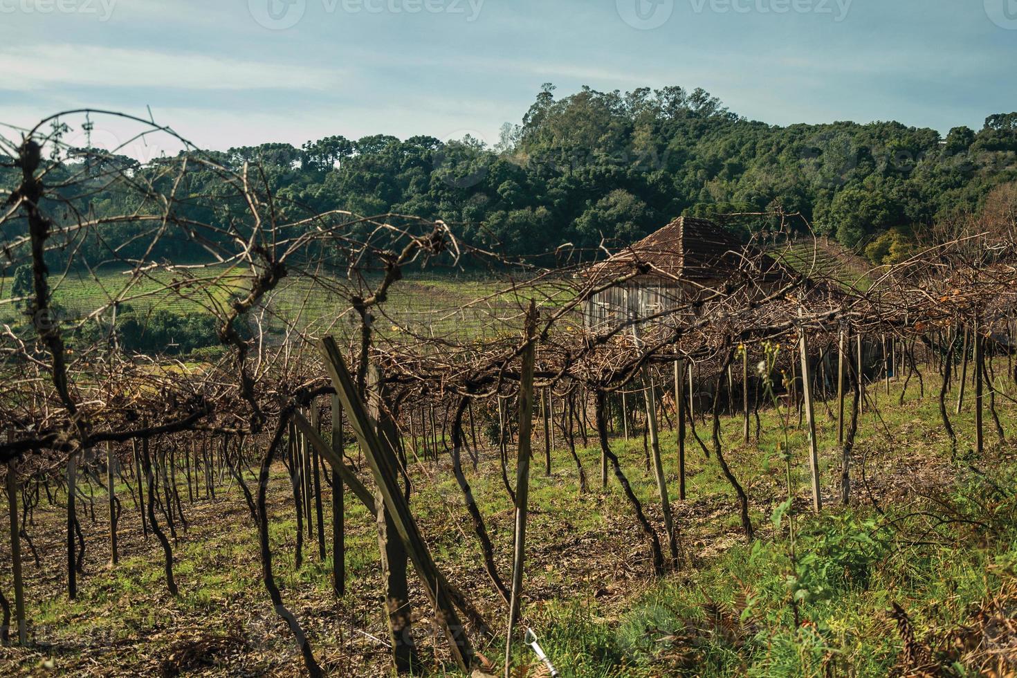 paisagem rural com uma antiga casa de fazenda em meio a vinhedos, cercada por colinas arborizadas perto de bento gonçalves. uma simpática cidade do sul do brasil famosa por sua produção de vinho. foto