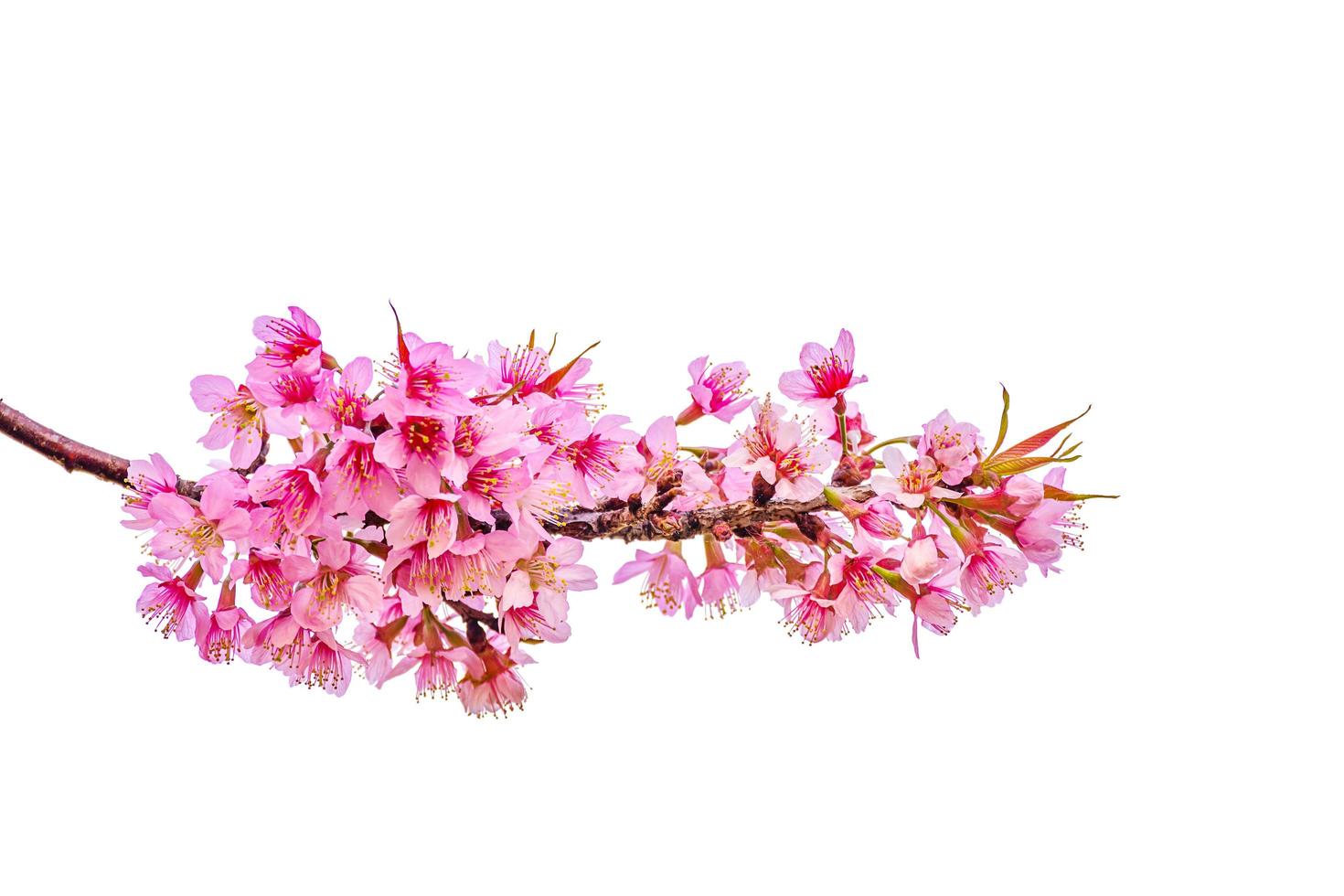 flor de cereja selvagem do Himalaia. foto