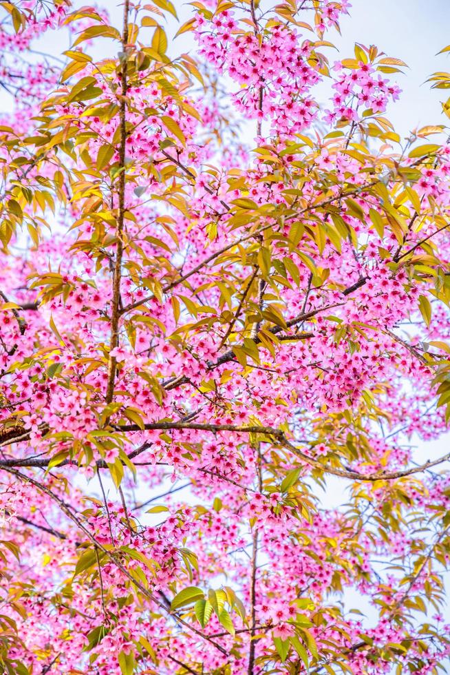 flor de cereja selvagem do Himalaia. foto