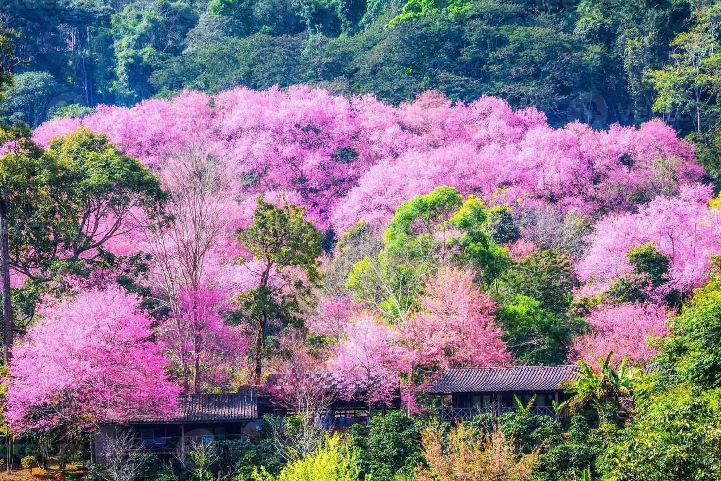 flor de cereja selvagem do Himalaia. foto