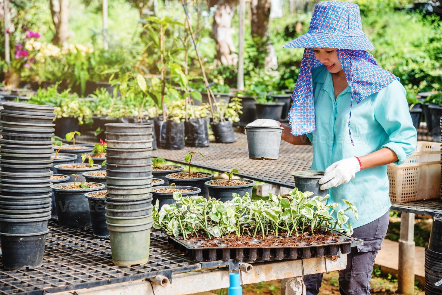 crescendo plantas de mudas agricultura trabalhador feminino em flores no jardim, ela está plantando plantas jovens bebê growthdling. foto