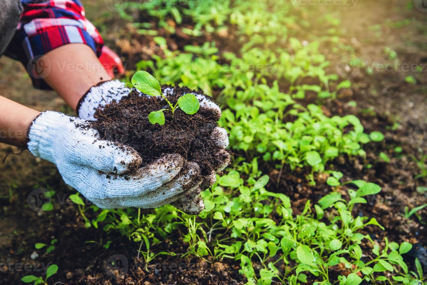 como cultivar hortaliças, plantar agricultura. cave no solo o cultivo da horta e separe o crescimento inicial. repolho chinês foto