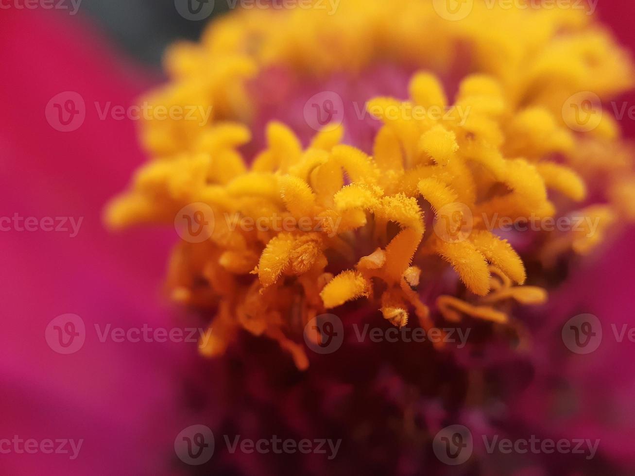 close up de flor com pistilo amarelo foto