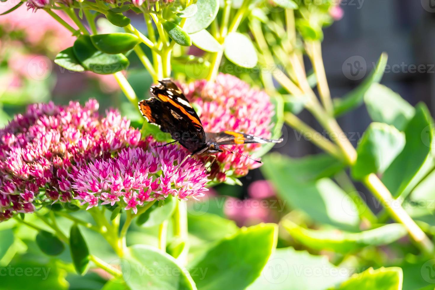 fotografia para tema lindo monarca borboleta negra foto