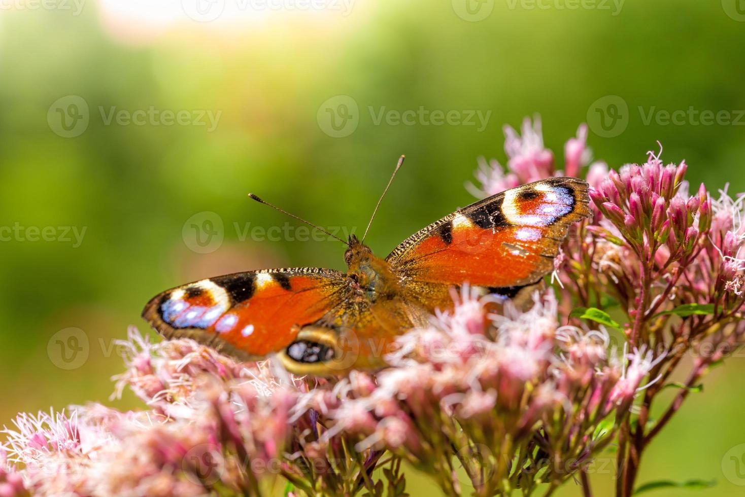 borboleta pavão aglais io borboleta em uma flor rosa foto