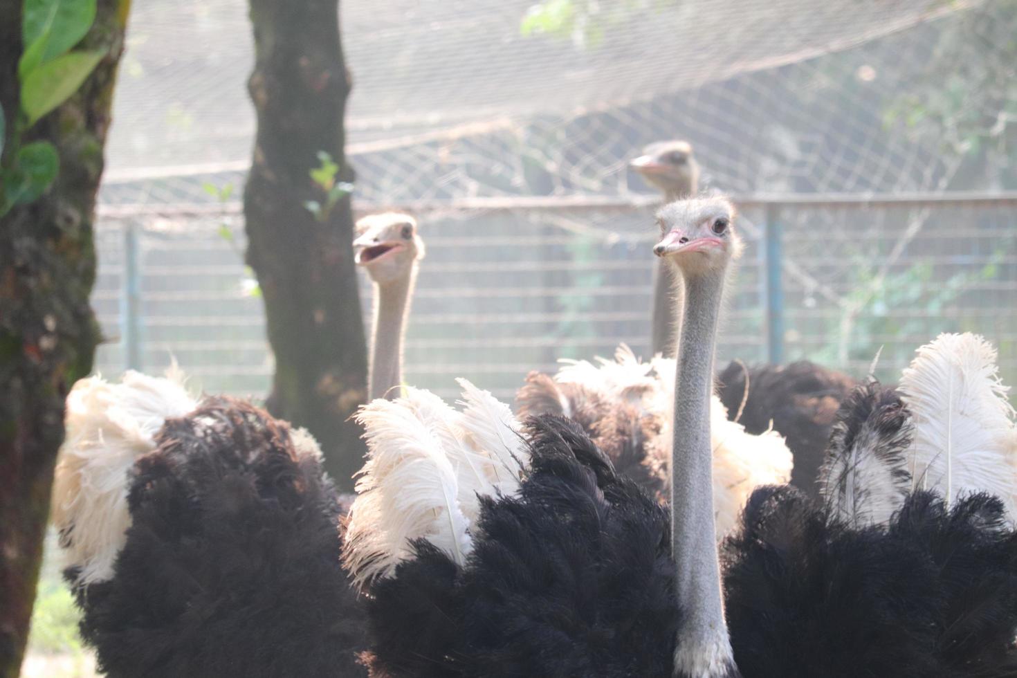 grupo de avestruzes no zoológico foto