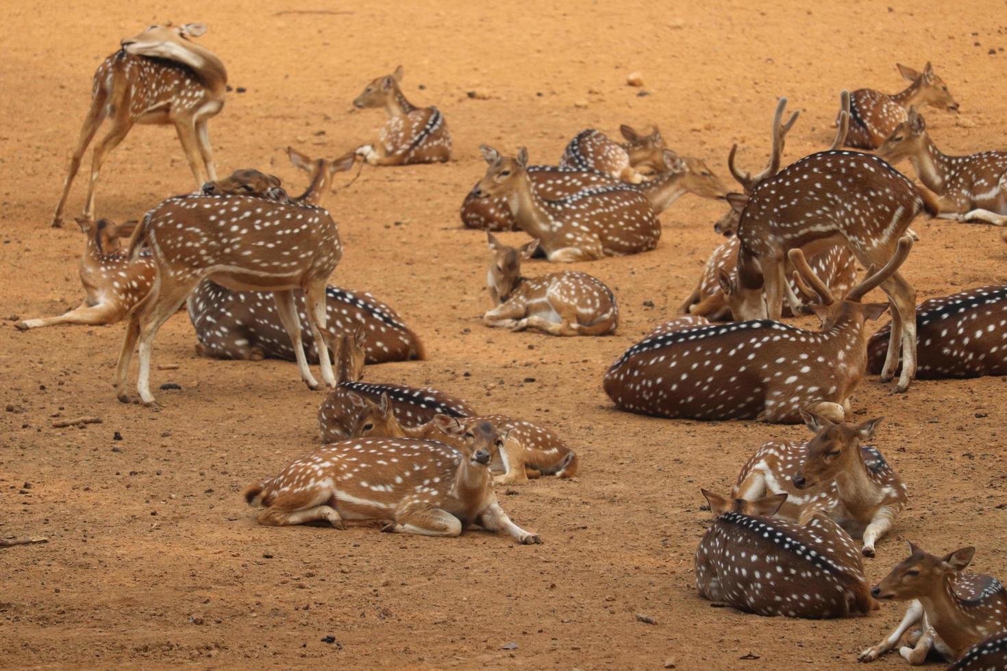 grupo de veados no zoológico foto