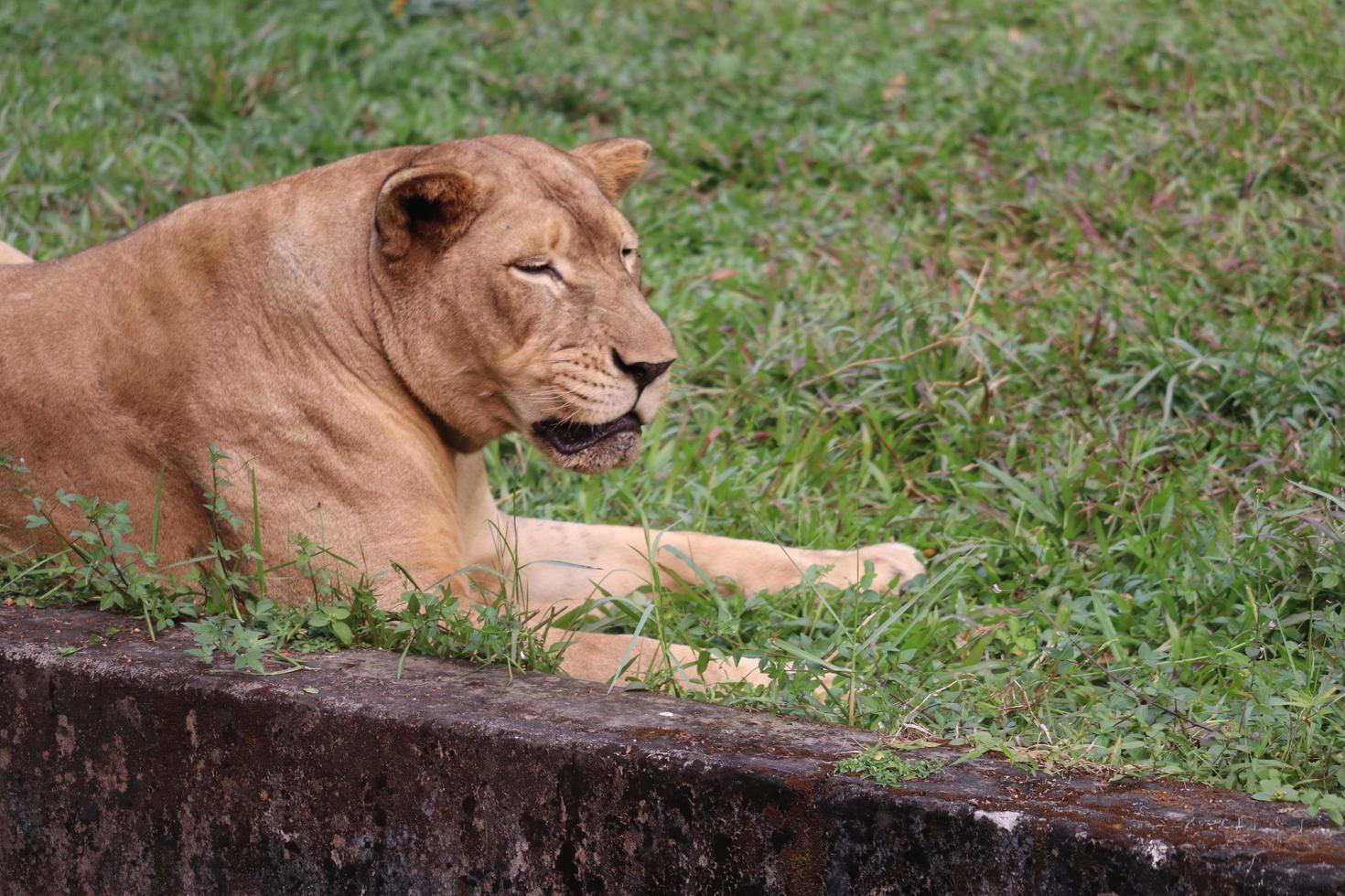 leão sentado no zoológico foto