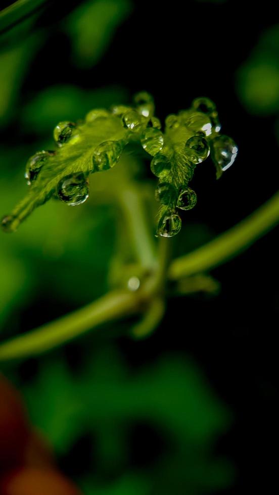 gota d'água na folha verde foto