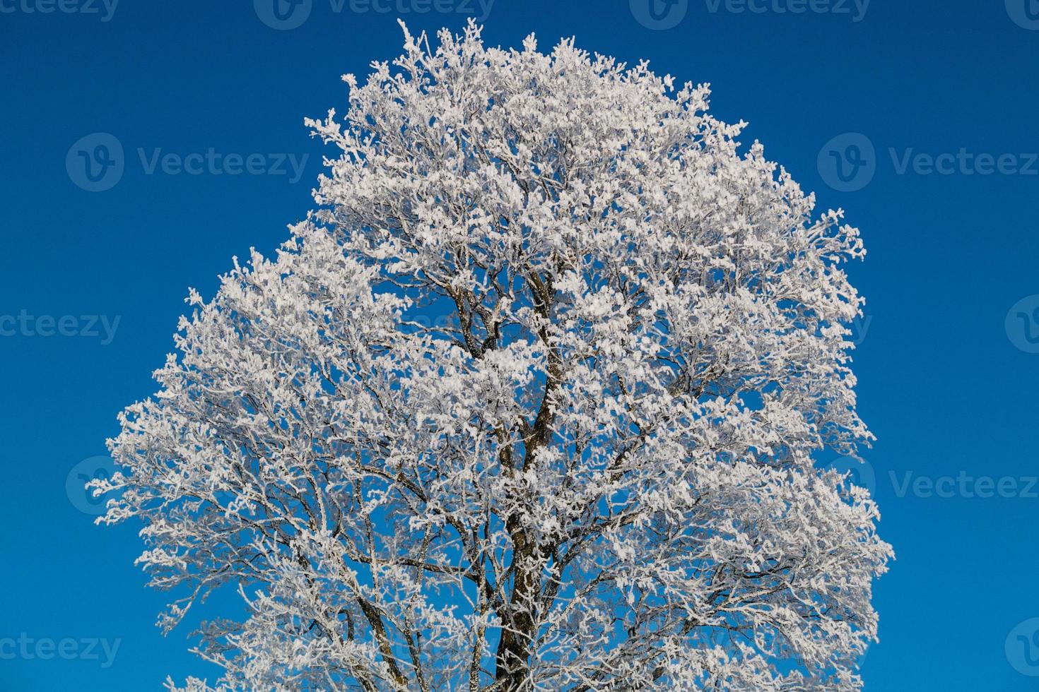 grande árvore coberta de neve foto